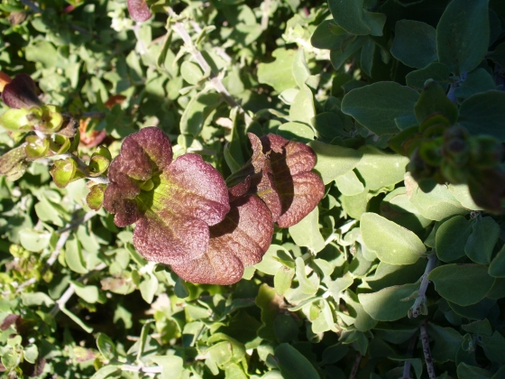 Salvia aurea  (= Salvia africana-lutea )